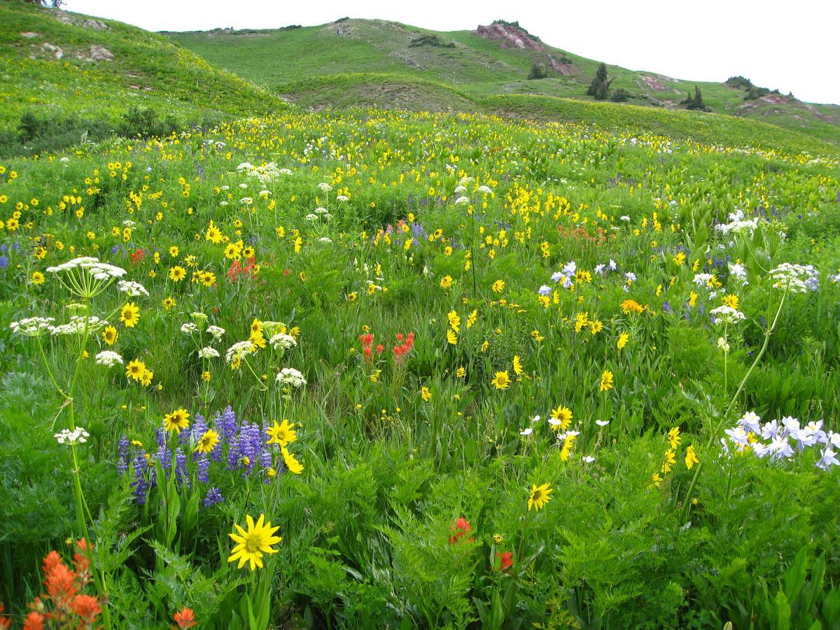 Purple Mountain Bed & Breakfast & Spa Crested Butte Exteriér fotografie